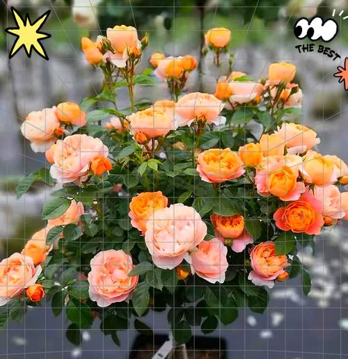 月季花在北方过冬的注意事项是什么？