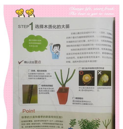 月季花在北方过冬的注意事项是什么？