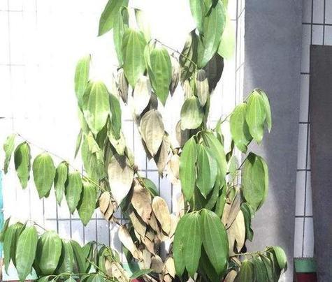 平安树叶子下垂的原因是什么？