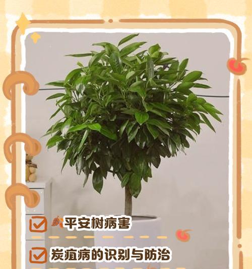 平安树叶子下垂的原因是什么？