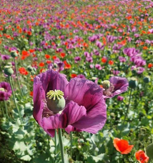 鸦片花的外观特征是什么？