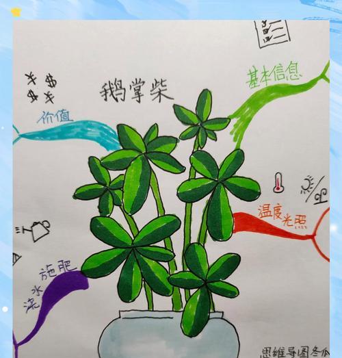 鹅掌柴有哪些品种？鹅掌柴品种的选择和养护要点是什么？
