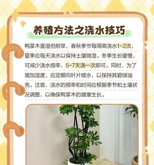 鹅掌财的正确养护方法是什么？