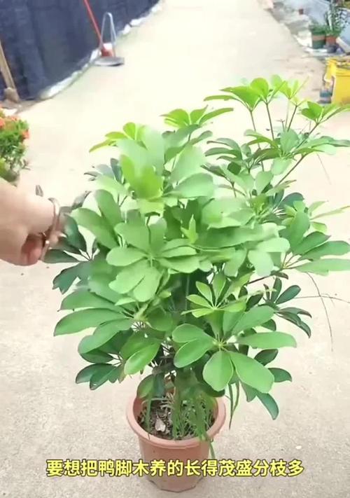 鹅掌财的正确养护方法是什么？
