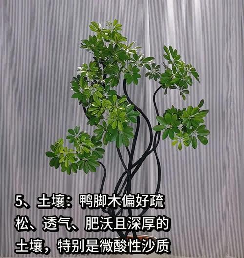 鹅掌财的正确养护方法是什么？
