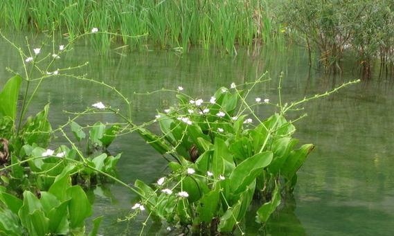 水载植物包括哪些种类？水载植物的养护要点是什么？