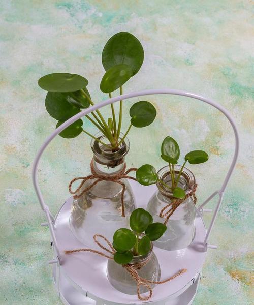 水载植物包括哪些种类？水载植物的养护要点是什么？
