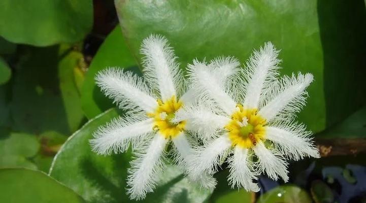 水载植物包括哪些种类？水载植物的养护要点是什么？
