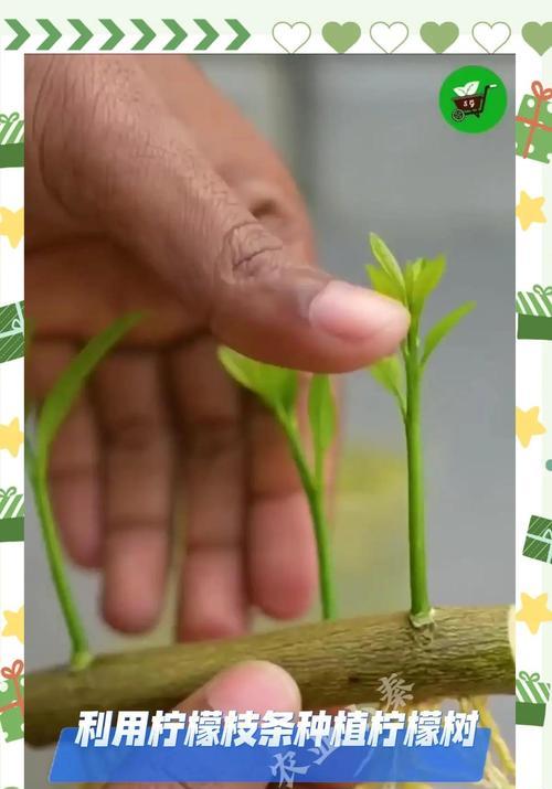 柠檬剪枝的最佳时机是什么时候？