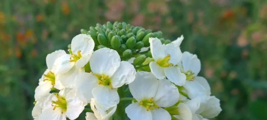 油菜花有哪些作用？它们的经济价值和观赏价值是什么？