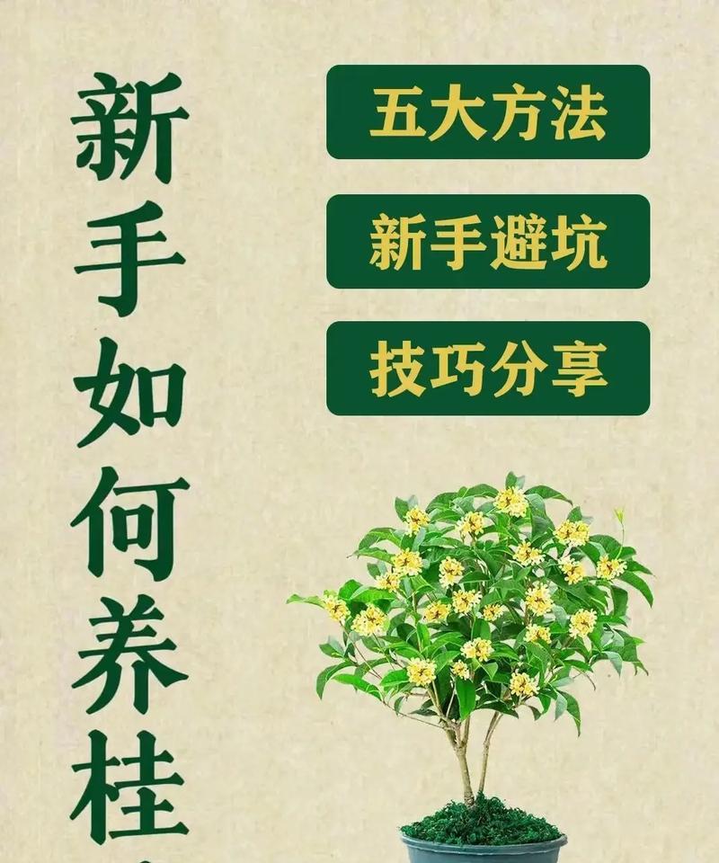 桂花插扦的步骤和技巧？如何提高桂花插扦的成功率？