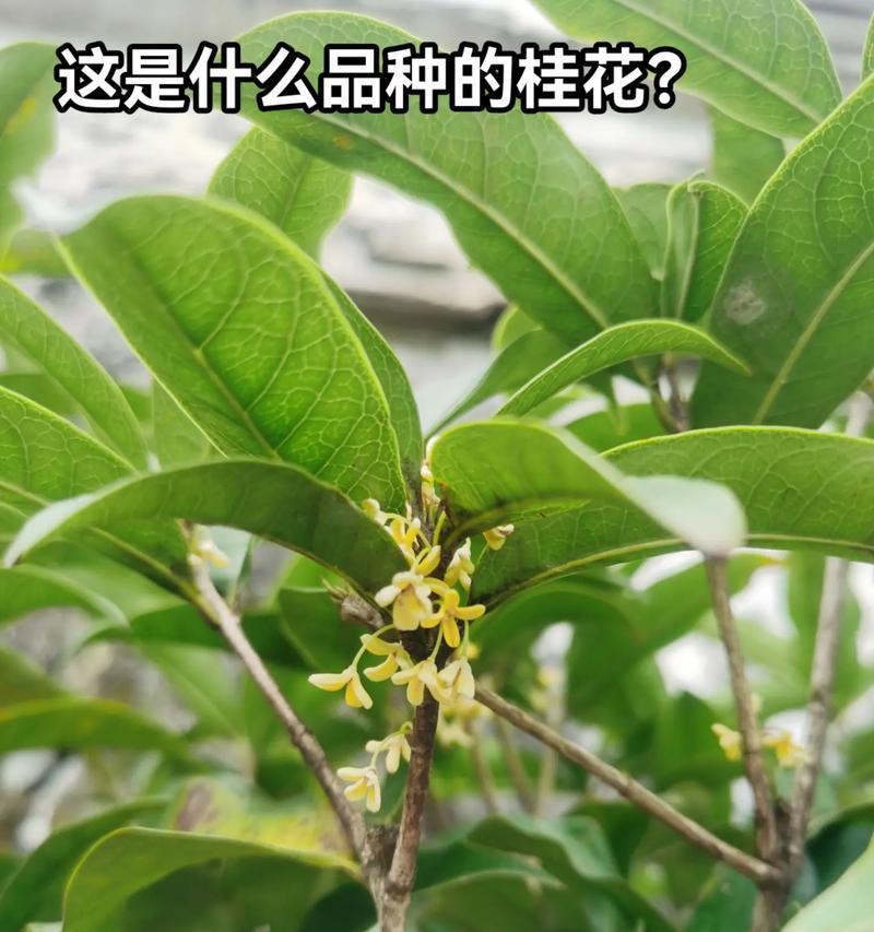 桂花插扦的步骤和技巧？如何提高桂花插扦的成功率？