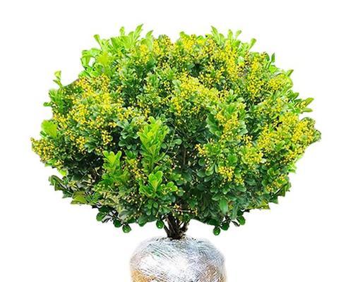 米兰花的施肥方法是什么？米兰花需要什么类型的肥料？