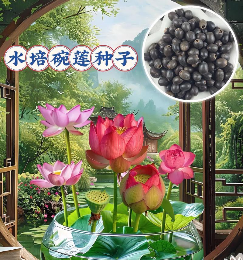 碗莲有哪些品种？如何选择和养护碗莲？