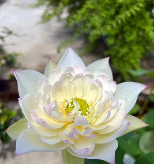 碗莲有哪些品种？如何选择和养护碗莲？