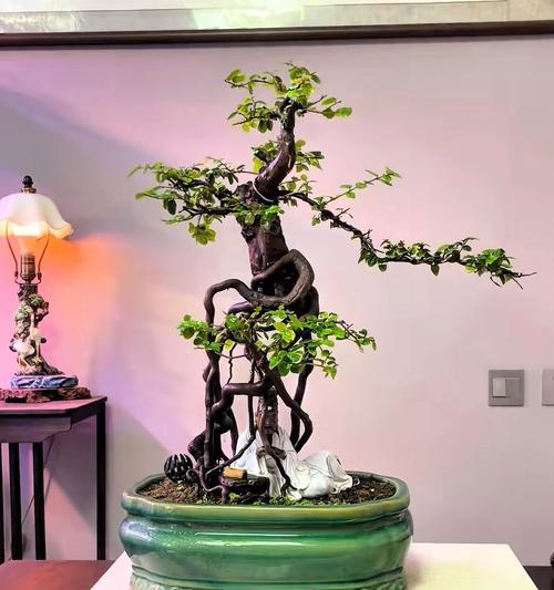 传统盆景品种选择指南？如何养护？