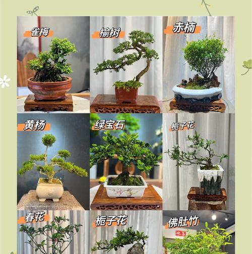 传统盆景品种选择指南？如何养护？