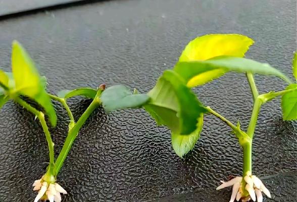 花怎么繁殖？花卉繁殖的方法和注意事项是什么？