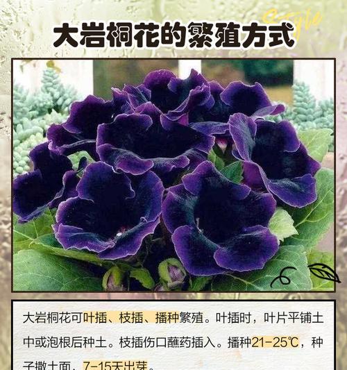 花怎么繁殖？花卉繁殖的方法和注意事项是什么？