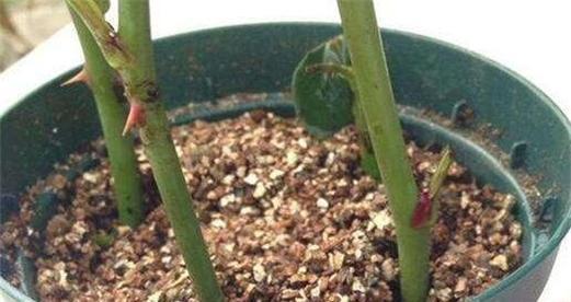 盆栽中如何养殖玫瑰花？有哪些注意事项？