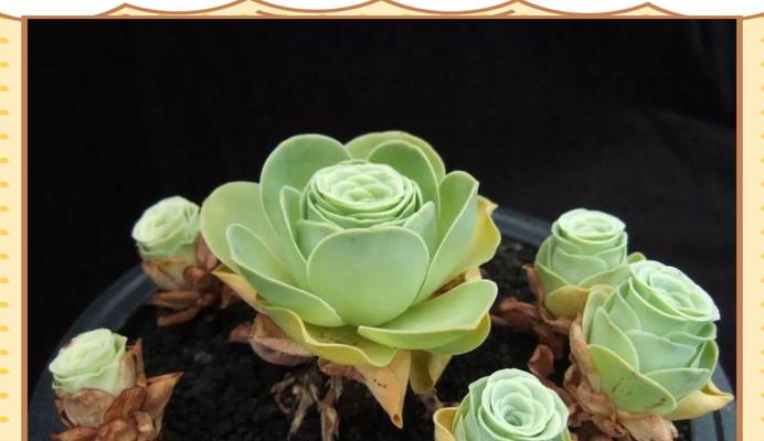 盆栽中如何养殖玫瑰花？有哪些注意事项？