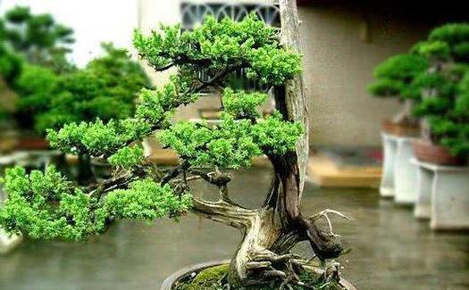 富贵树修剪的正确步骤是什么？