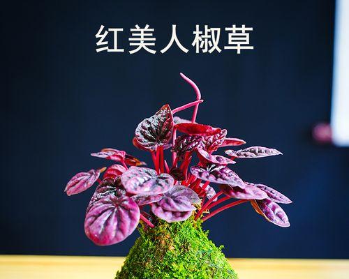 红边椒草的养殖技巧有哪些？