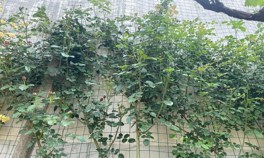 蔷薇剪枝的正确方法是什么？