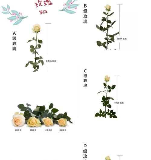 蔷薇剪枝的正确方法是什么？