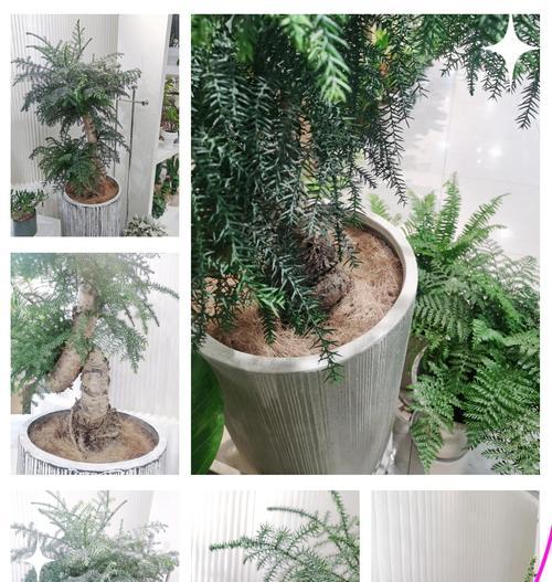 澳洲杉盆景的养护要点是什么？