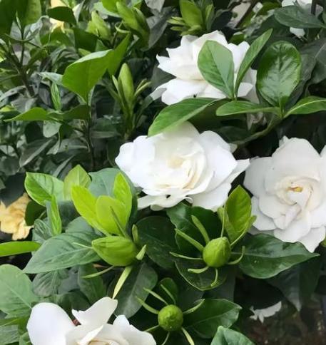 栀子花冬季养护的要点？