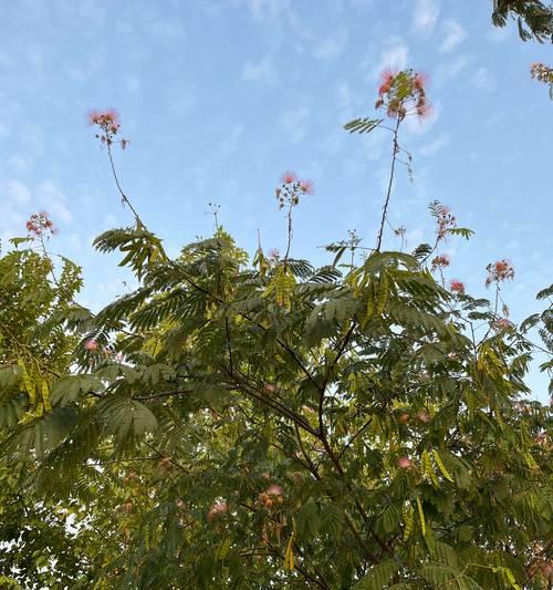 合欢花品种有哪些？如何区分不同合欢花品种？