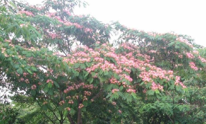 合欢花品种有哪些？如何区分不同合欢花品种？