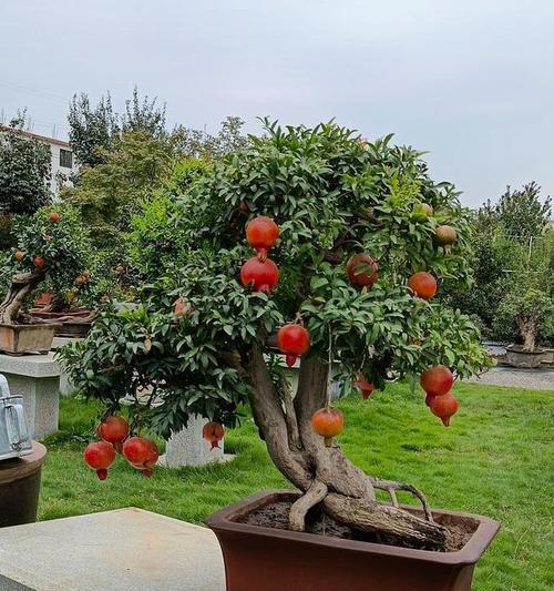 石榴树的种植和养护要点是什么？