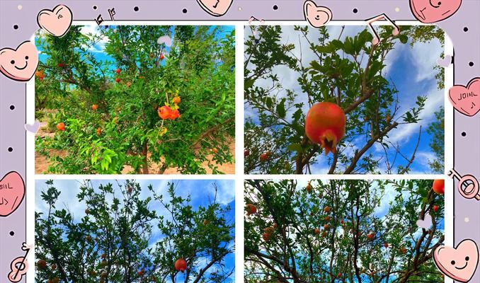 石榴树的种植和养护要点是什么？