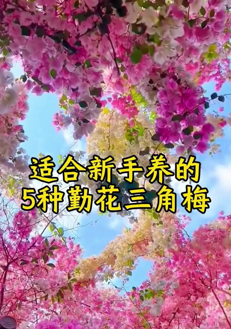 三角梅室内养殖需要注意什么？