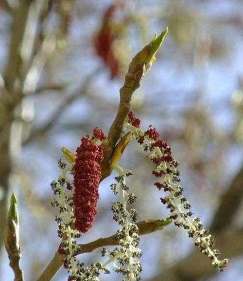 杨树会开什么花？杨树的花期和特点是什么？