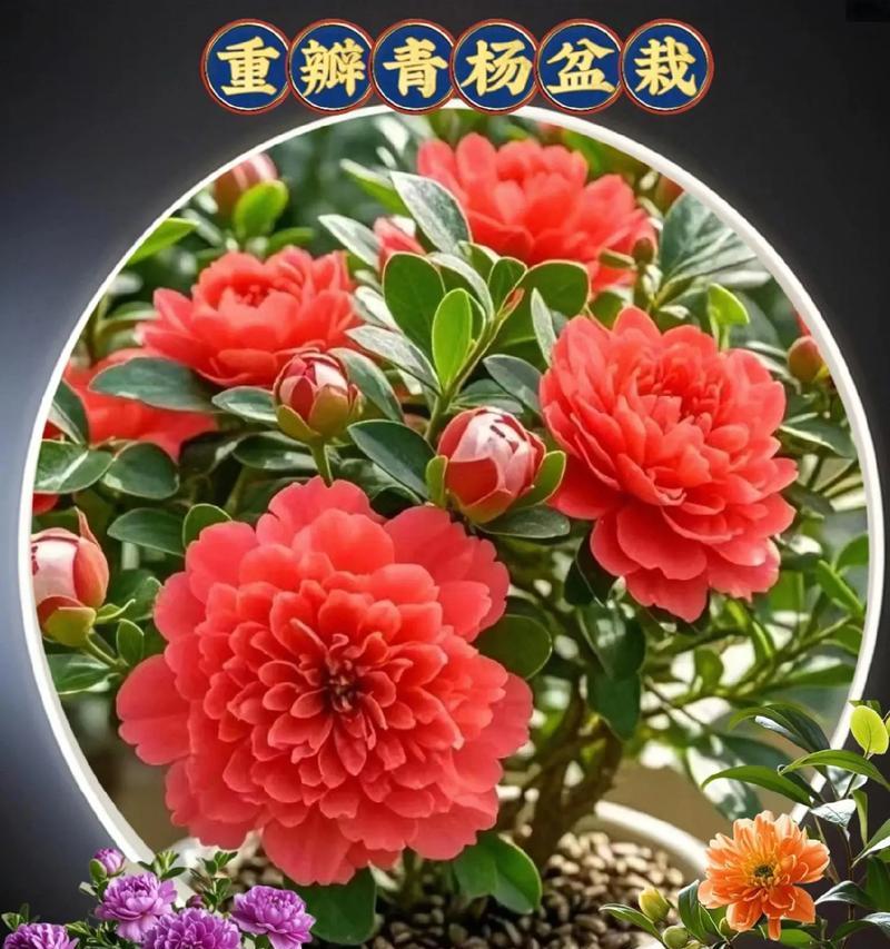 杨树会开什么花？杨树的花期和特点是什么？