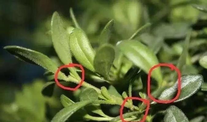 摘心对花卉生长有何影响？