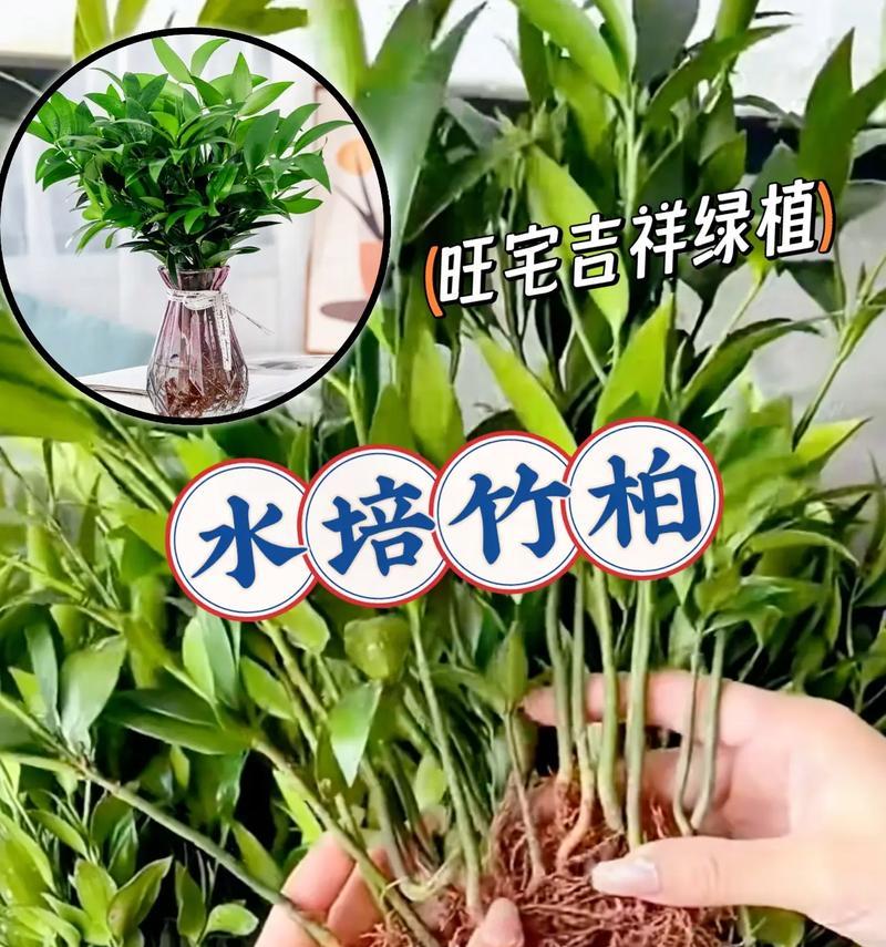 水培竹子的正确养护方法？
