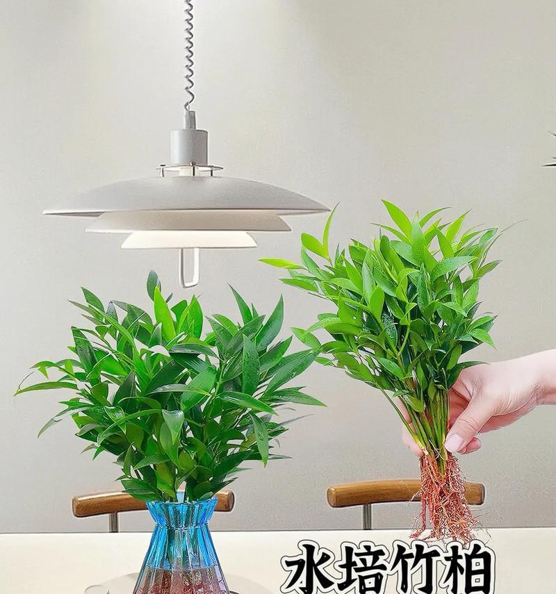 水培竹子的正确养护方法？