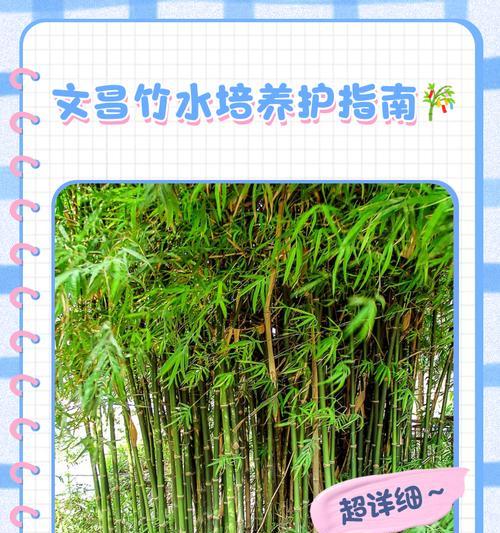 水培竹子的正确养护方法？