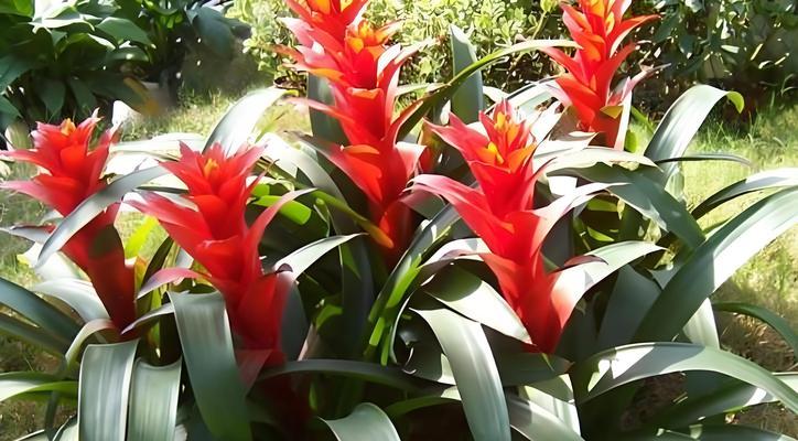 常见花品种有哪些？如何正确养护常见花卉？