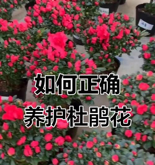 常见花品种有哪些？如何正确养护常见花卉？