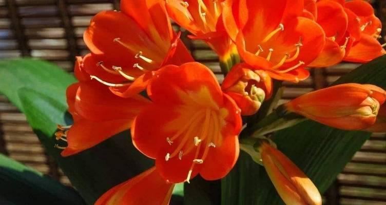 常见花品种有哪些？如何正确养护常见花卉？