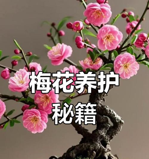 梅花的养殖方法和注意事项是什么？