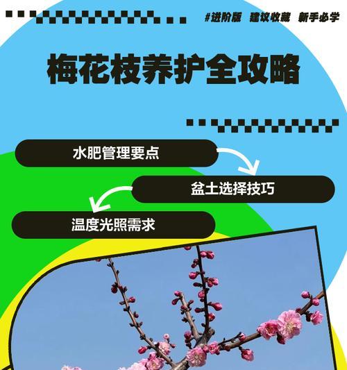 梅花的养殖方法和注意事项是什么？