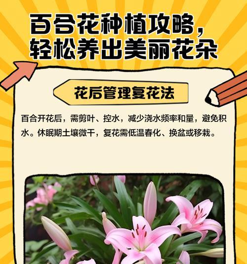 百合花种植技术要点有哪些？