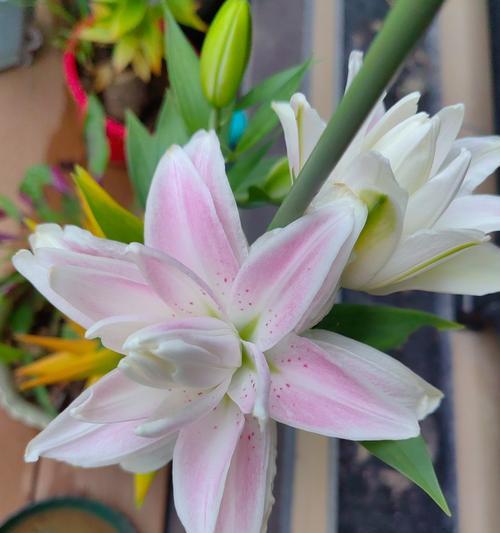 百合花种植技术要点有哪些？