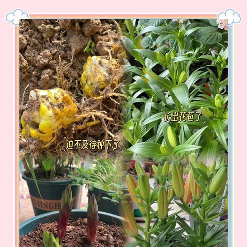 百合花种植技术要点有哪些？